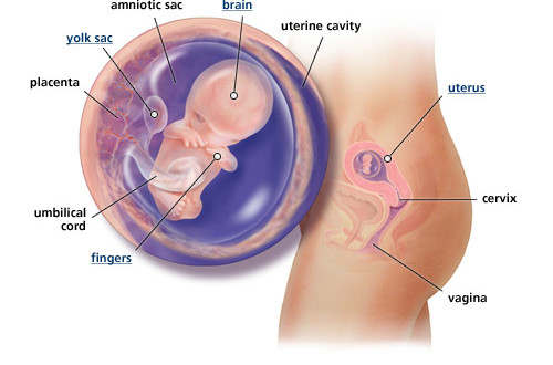 Pregnancy Week 10