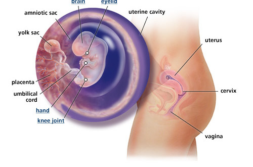 Pregnancy Week 8